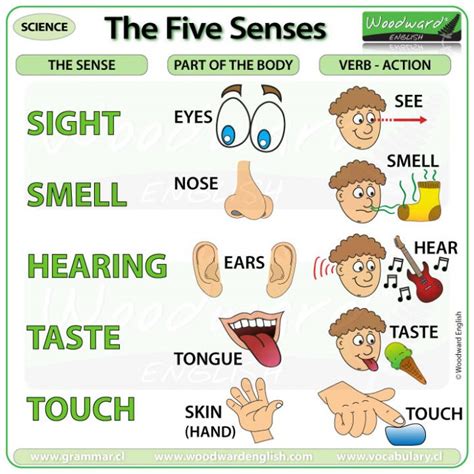How To Use The Five Senses In Your Adding Sensory Details To Writing - Adding Sensory Details To Writing