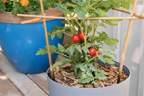how to water tomatoes in containers