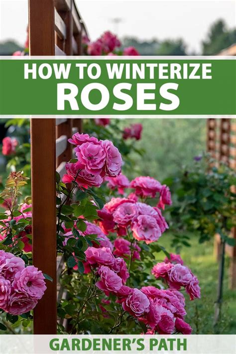 how to winterize a rose bush