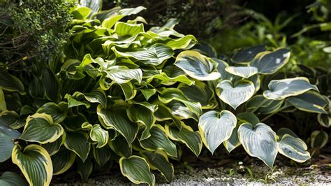 how to winterize hostas in containers