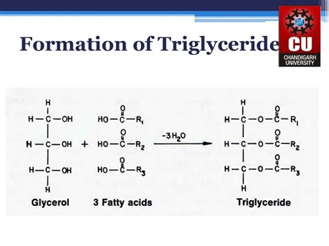 how triglyceride is formed