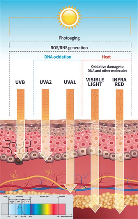 How Uv Radiation Damages Skin And How Sunscreen Science Sunscreen - Science Sunscreen