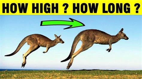 Image related to how-high-can-a-red-kangaroo-jump