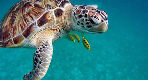 Image related to how-long-can-a-turtle-live-underwater