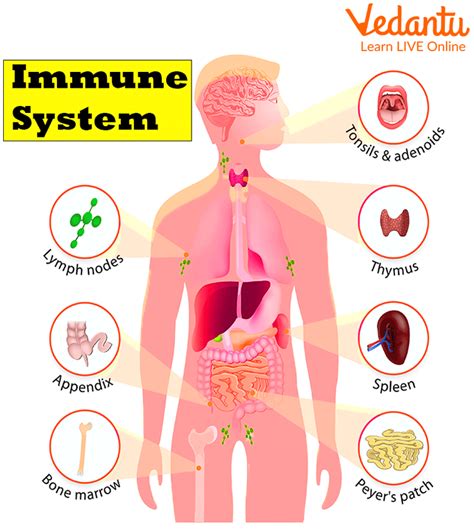 Read Online How The Immune System Works Includes Free Desktop 