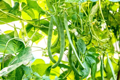 Read How To Grow Beans And Peas Planting And Growing Organic Green Beans Sugar Snap Peas And Heirloom Dry Beans And Peas 