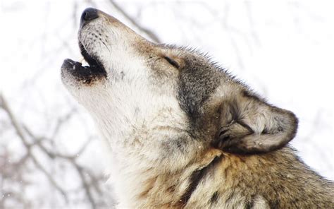Howl Of Wolves
