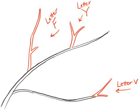 howtodrawtreesandleavesbranches1