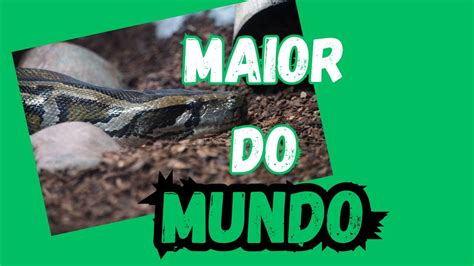 blackjack online: Apostando nas Melhores Apostas Desportivas Online com a Garantia de Segurança dos Fundos - Foto 2