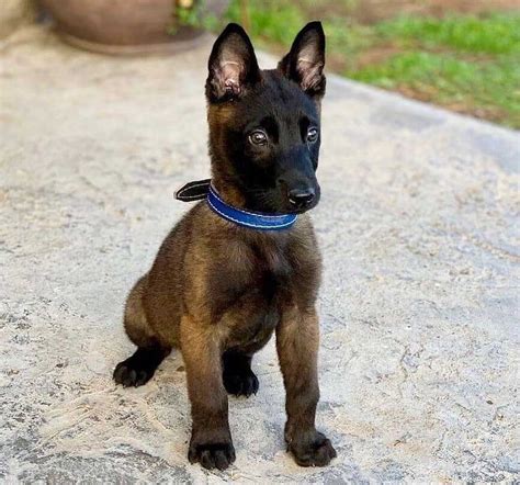 cachorro pode comer pão