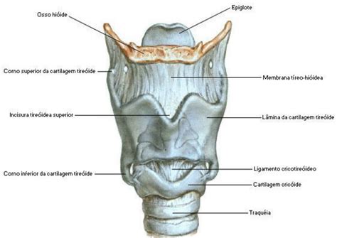 laringe inflamada