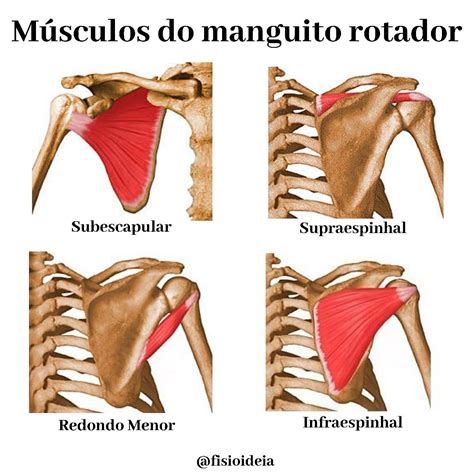 manguito rotador