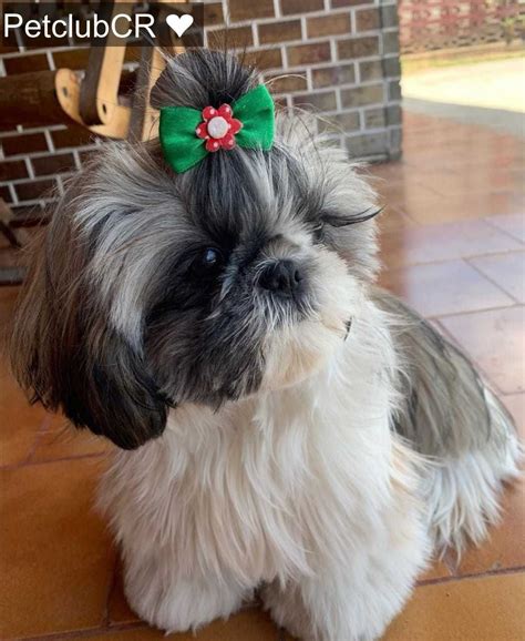 shih tzu preto