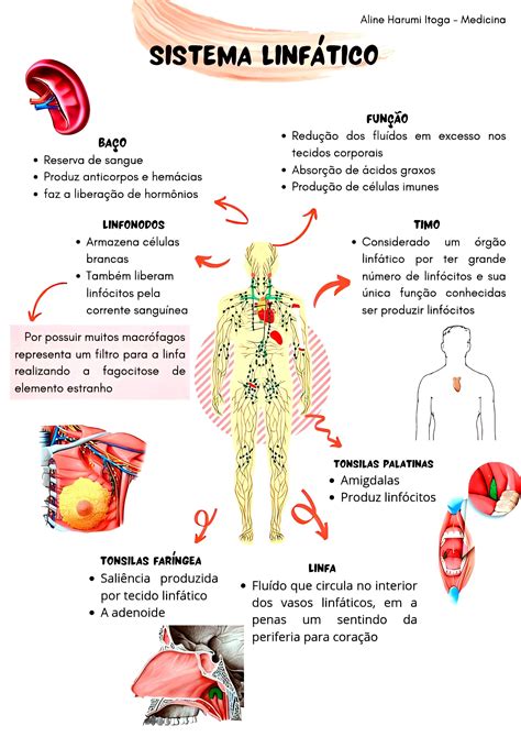 sistema genital masculino