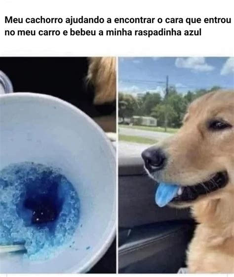 cachorro pastor alemão