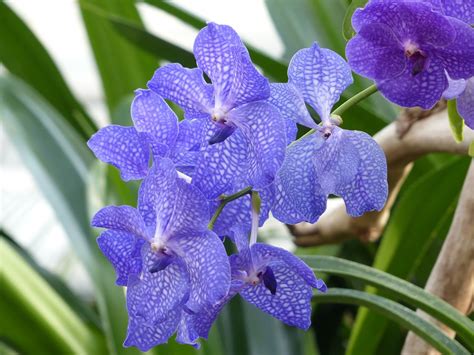 orquídeas tipos