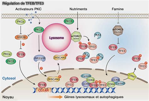 biogenese