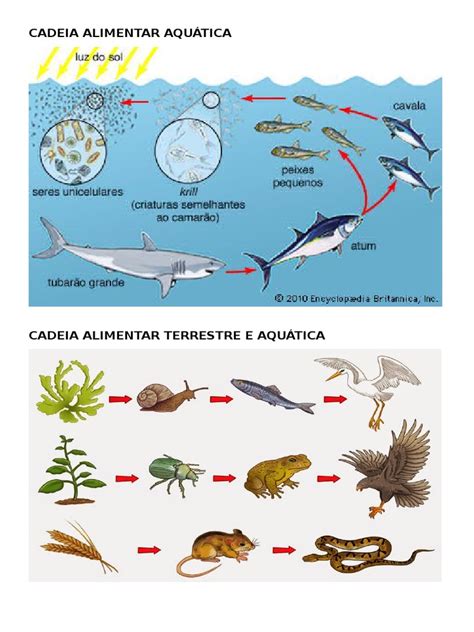 cadeia alimentar aquatica