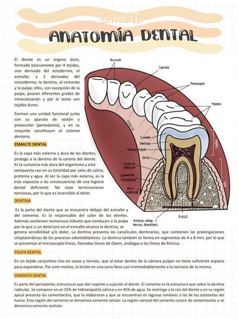 estomatologia