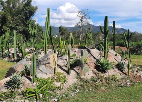 jardim botânico de são paulo fotos