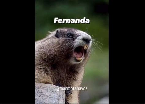 marmota