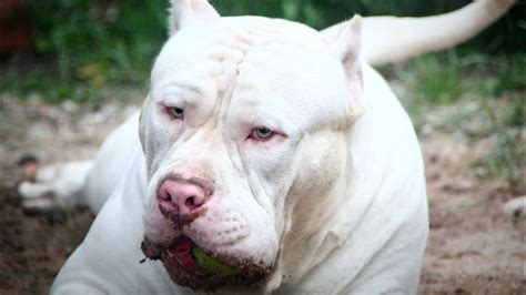 pitbull american bully