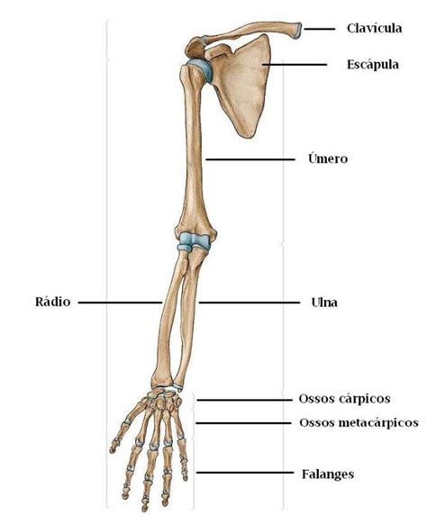 ossos de vidro