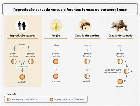 partenogênese humana