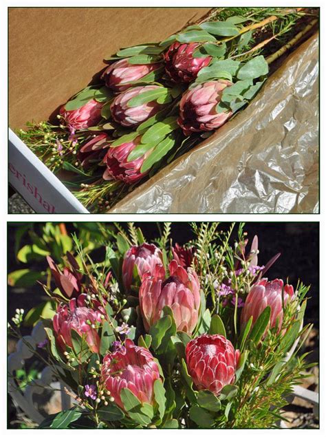 protea