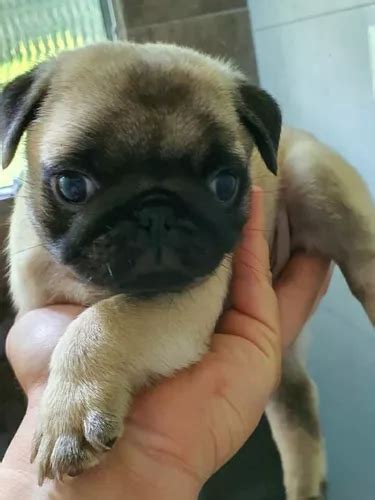 pug cachorro