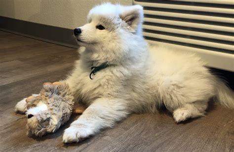 samoyed