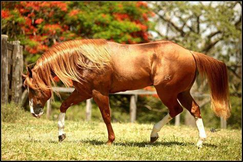 cavalo forte haskell