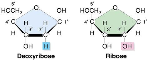 ribose