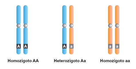 heterozigoto