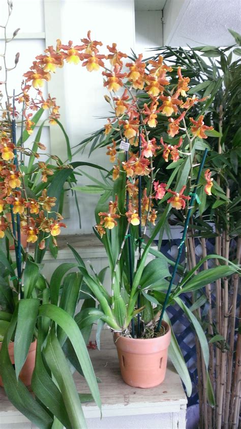 oncidium