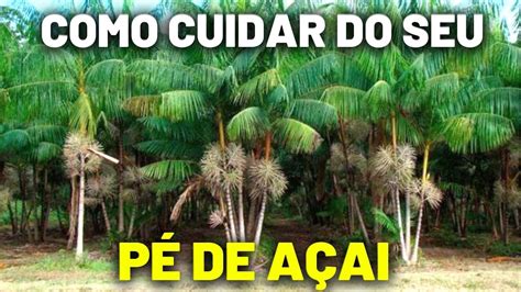 açai da barra