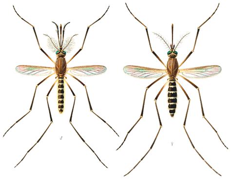 pernilongo e mosquito da dengue