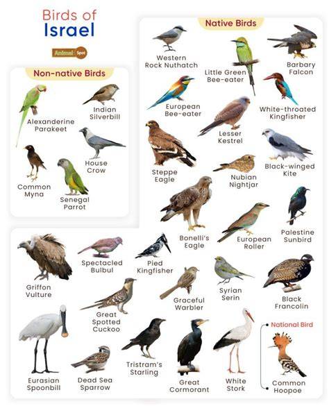 AVITOPIA - Birds of Israel