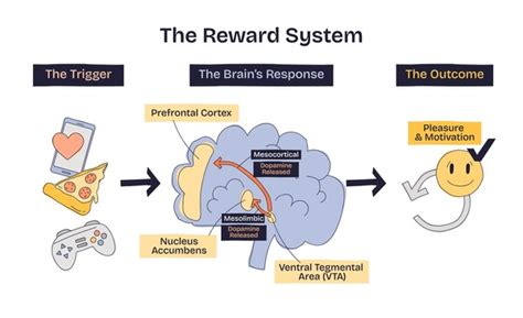 Adolescent Development of the Reward System