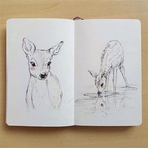 Amazing Deer Drawing Book