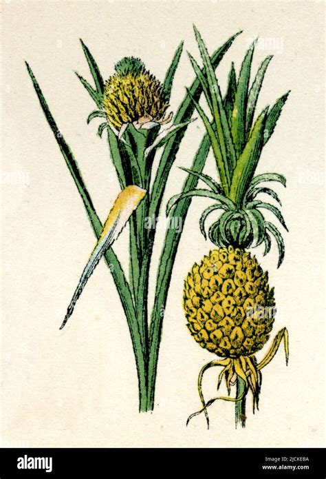 Ananas comosus