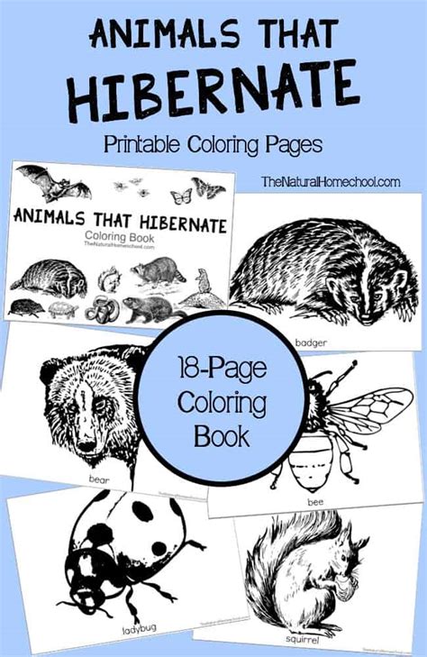 Animals That Hibernate: Activity and Coloring Book
