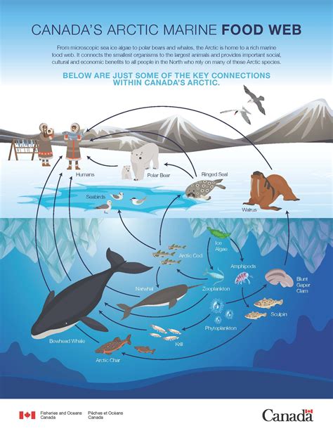 Arctic Food Web