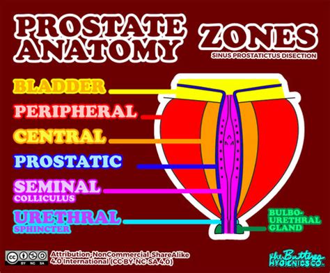 Basic Anatomy of the Prostatic Orgasm