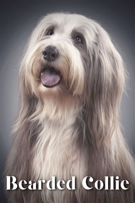 Bearded Collie: Complete breed guide