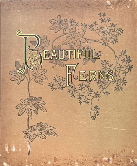 Beautiful Ferns