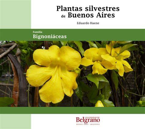 Bignoniaceae