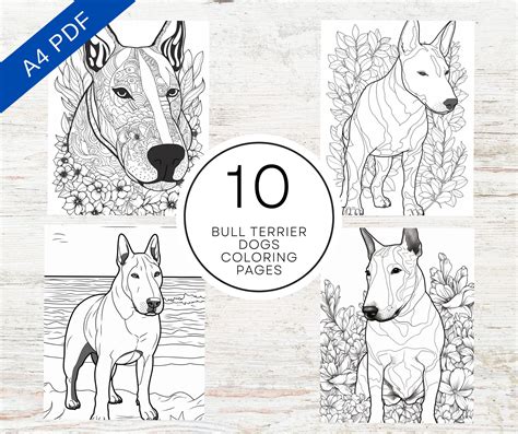 Bull Terrier Dog - Coloring Book