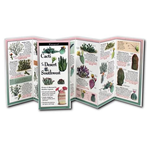 Cacti of the Southwest