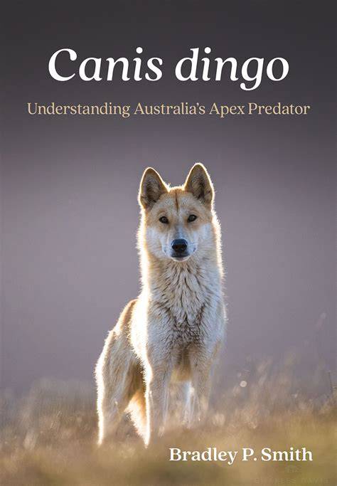 Canis dingo: Understanding Australia's Apex Predator